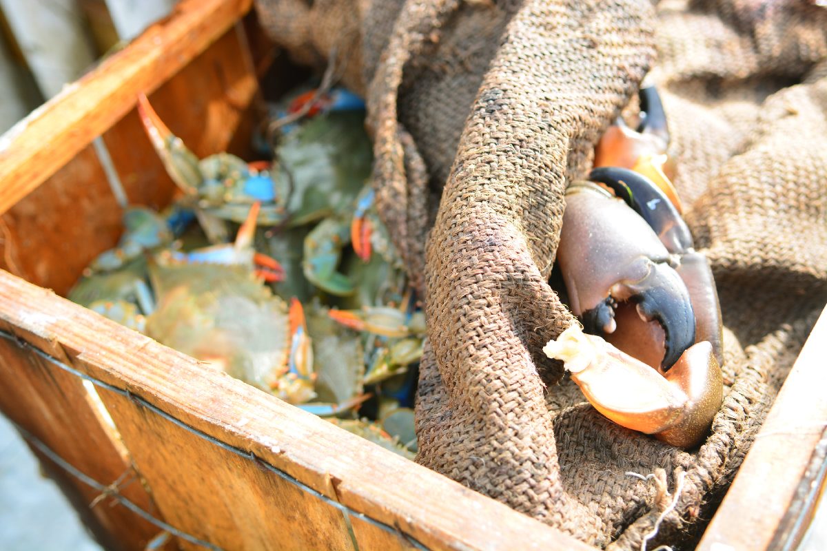 Annual crab trap removal set