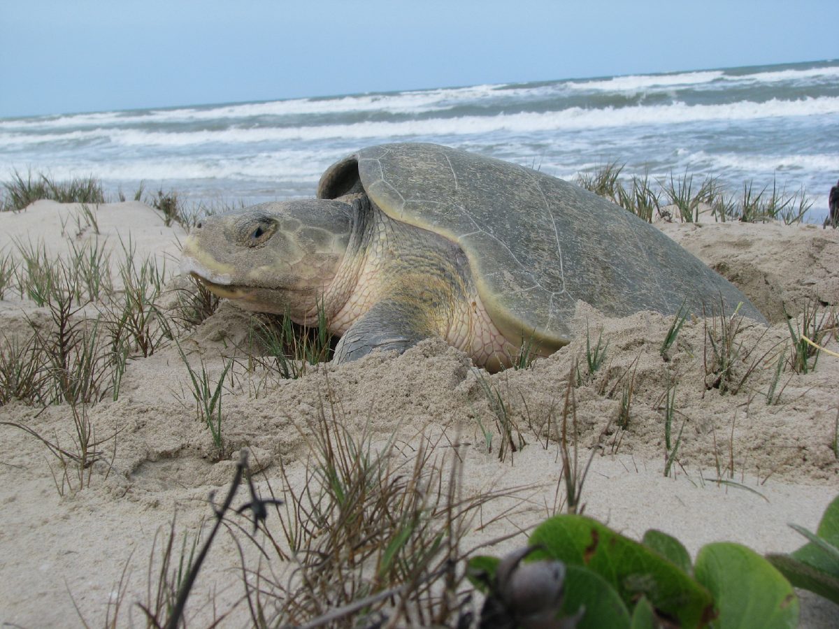 Critical nesting season: Sea turtle struck by vehicle, investigation  ongoing | MyRGV.com