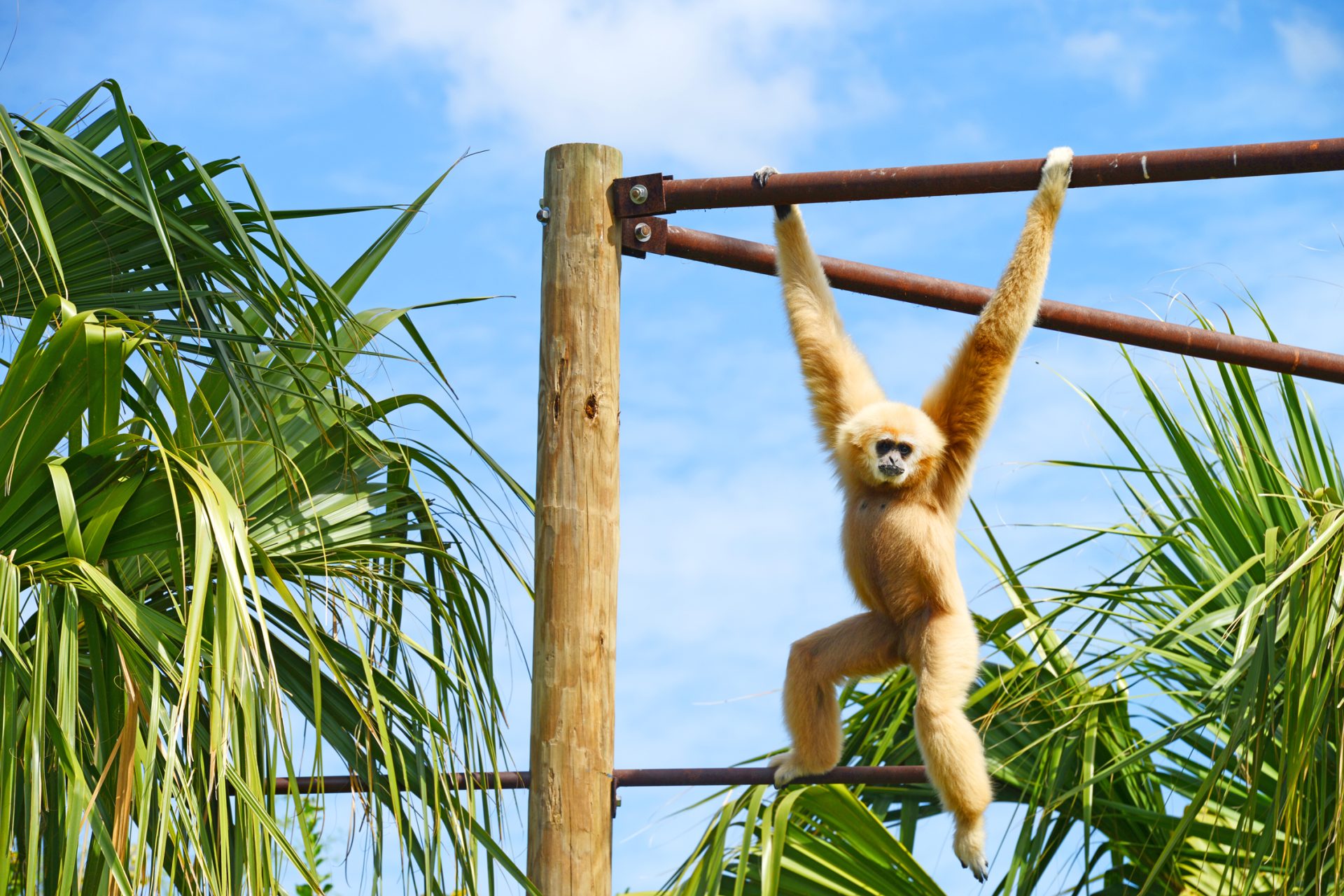 Animal Professionals Hand-Raising Tiny Goeldi's Monkey - The Houston Zoo