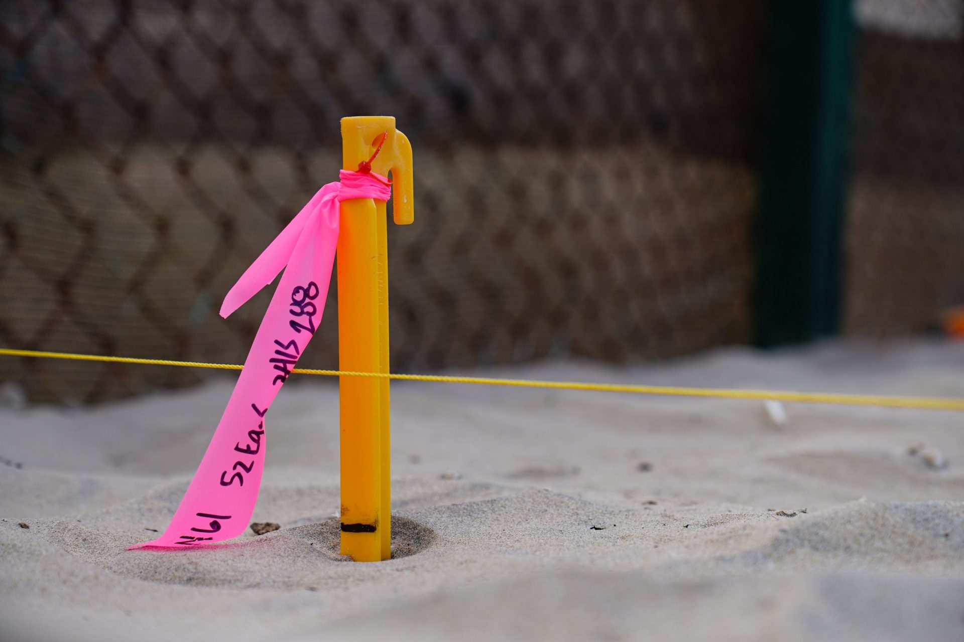 A stake with a pink tag marks a recently laid Kemp’s ridley sea turtle nest Saturday, June 3, 2023, at Sea Turtle, Inc.’s protective corral on South Padre Island. (Denise Cathey/The Brownsville Herald)