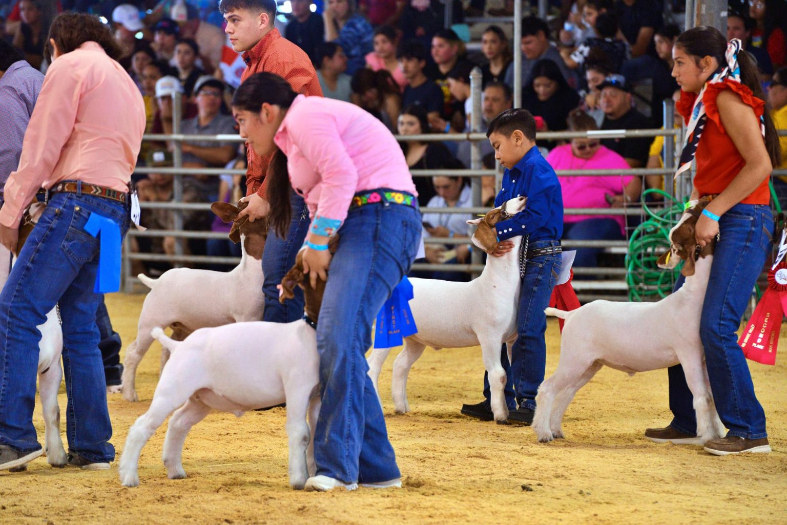 Photo Gallery Judging of goats during RGV Livestock Show