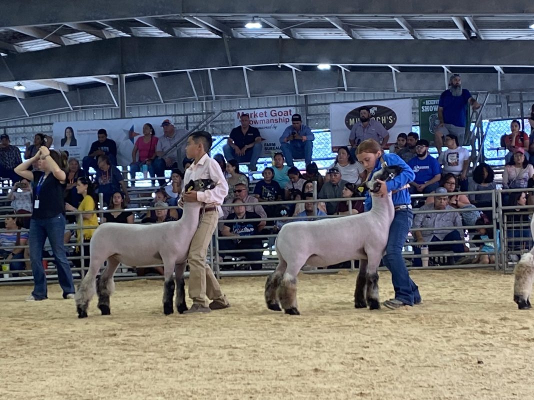 PSJA Memorial High School senior wins big at RGV Livestock Show