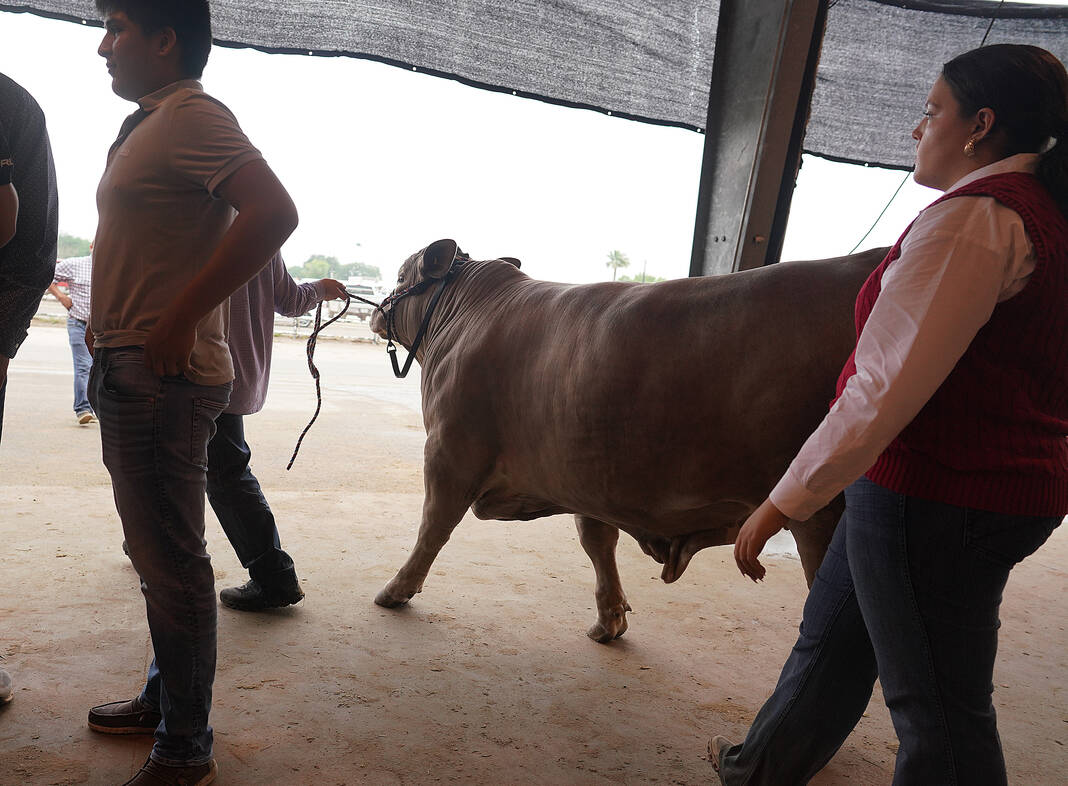 Youngsters, seniors shine bright at RGV Livestock Show steer judging