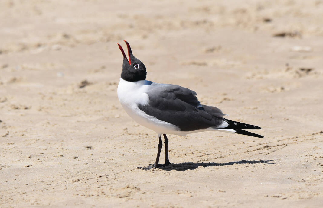 Raucous laughing gulls: Timeless soundtrack for a day at the beach