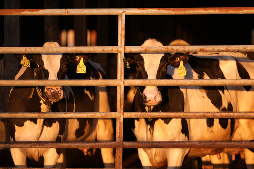 US pledges money and other aid to help track and contain bird flu on dairy farms