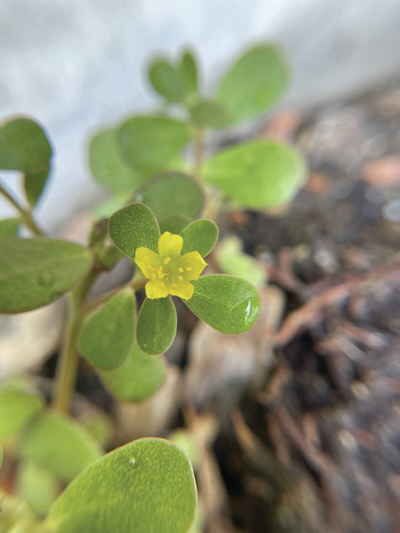 Portulacas and fun plants to observe at the beach and inland