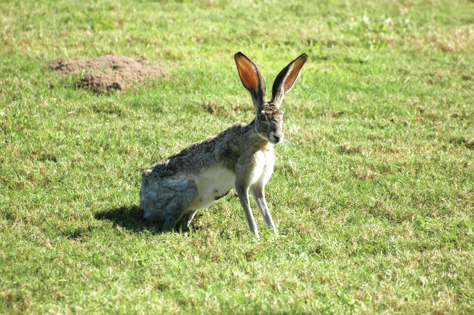 Charming creatures with enviable traits: Black-tailed jackrabbits are the only species of its kind in Texas