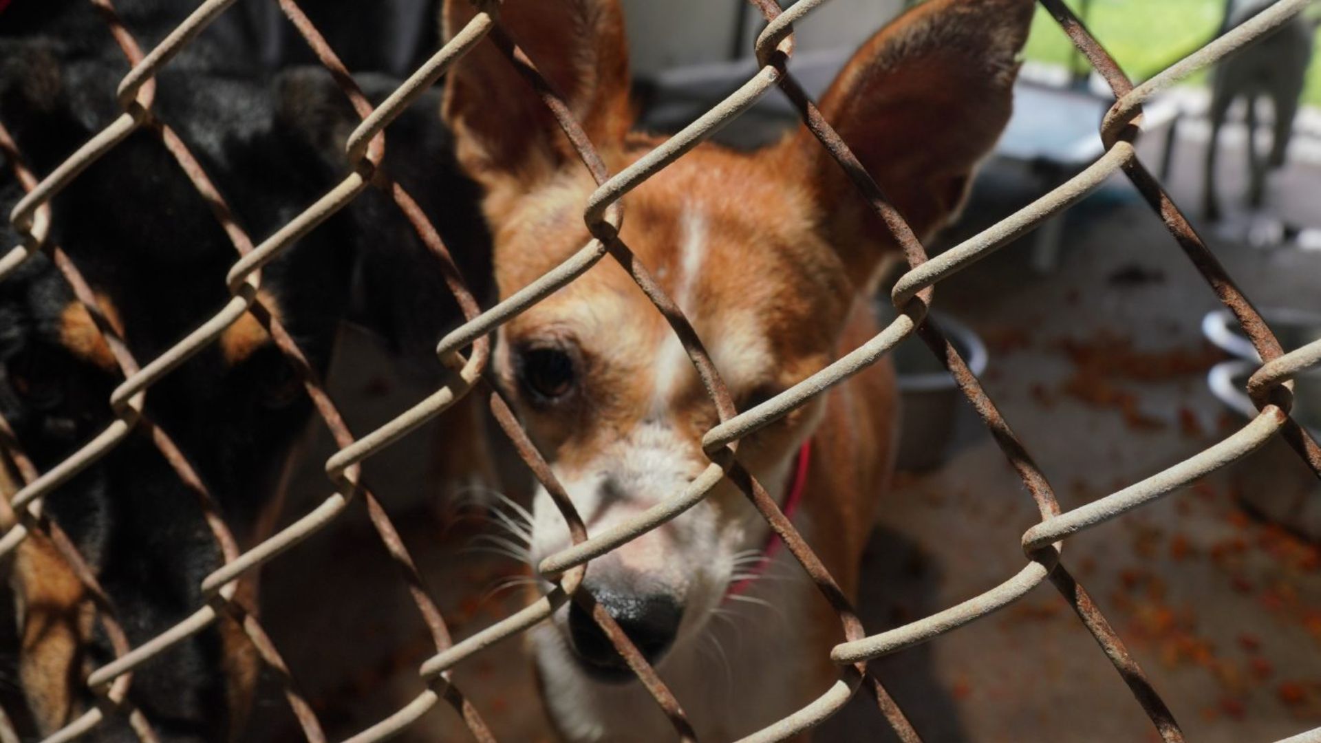 PVAS questioning Edinburg euthanizing hundreds of animals